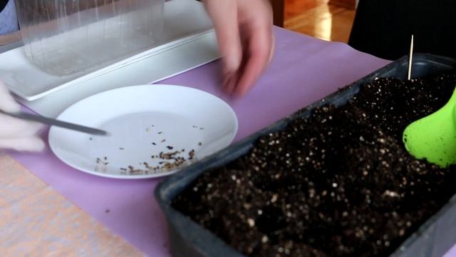 Seedlings in 3 days! I sow this way: How to Grow Echinacea, Coneflowers from Seeds | Alexa's Garden смотреть онлайн