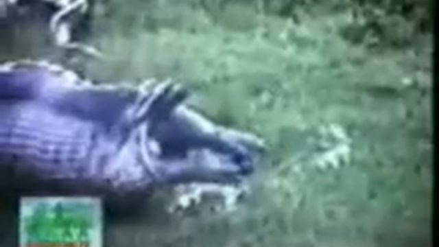 змея проглотила бегемота смотреть онлайн