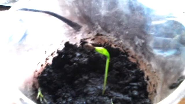 Росток сосны . смотреть онлайн