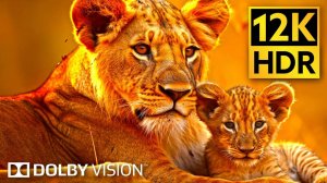 Чудеса дикой природы в Dolby Vision 12K HDR
