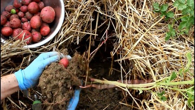 Potato Reveal! Two Months Early - Red Norland Potatoes Gardening for Beginners Organic Food Garden смотреть онлайн