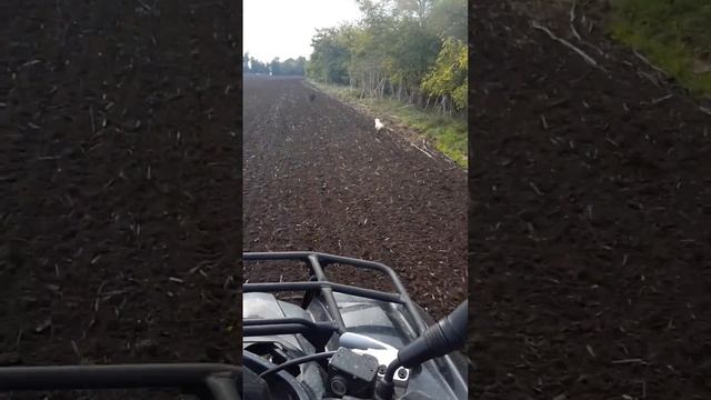 Sym 600 le ;leaving the dogs out смотреть онлайн