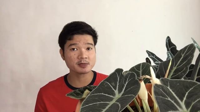 DAPAT BANG TANGGALIN ANG BULAKLAK NG ALOCASIA BLACK VELVET O HINDI? смотреть онлайн