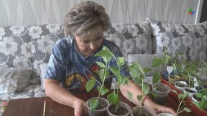 Хочу на грядки: черенкование калибрахоа, стрижка рассады от вытягивания, «Ешь и копи»