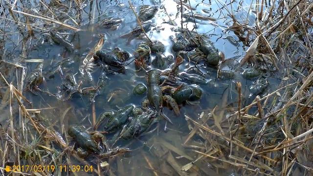 Выпускаем мелкого рака смотреть онлайн