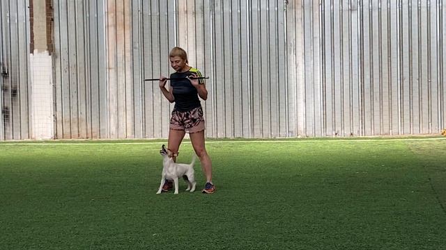 Танцы с собаками Dog dance Тимошина Светлана & Тимона Терр. "Сумеречный бал" Тренировка. 15.08.2022 смотреть онлайн