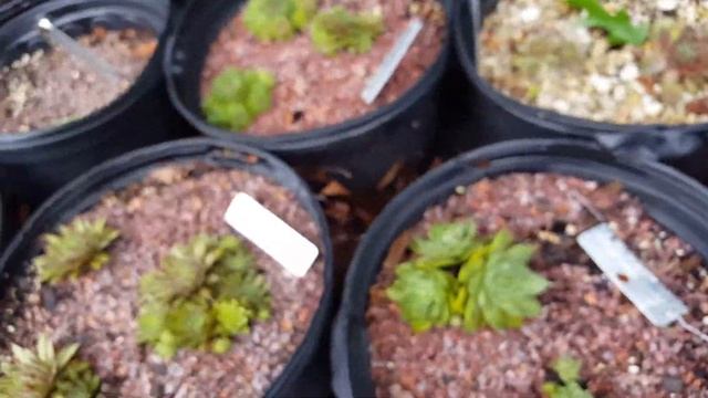 Sempervivum garden tour hen and chicks смотреть онлайн