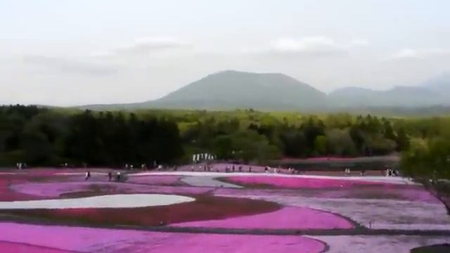 本栖湖リゾートの芝桜 смотреть онлайн