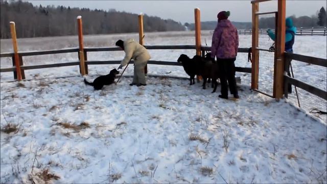 Пастьба смотреть онлайн