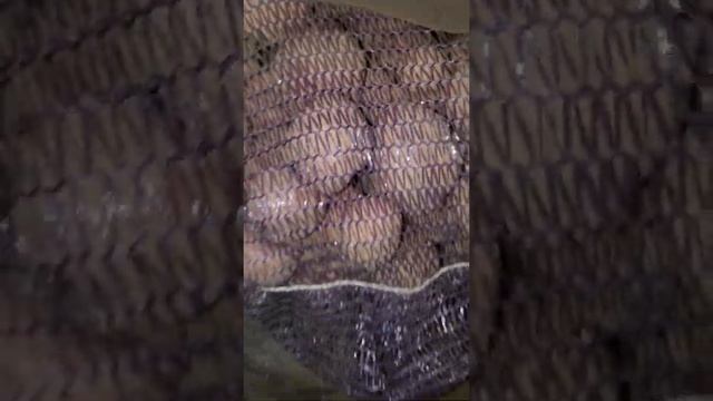 Картофель оптом Брянск. Сорт Ред соня смотреть онлайн