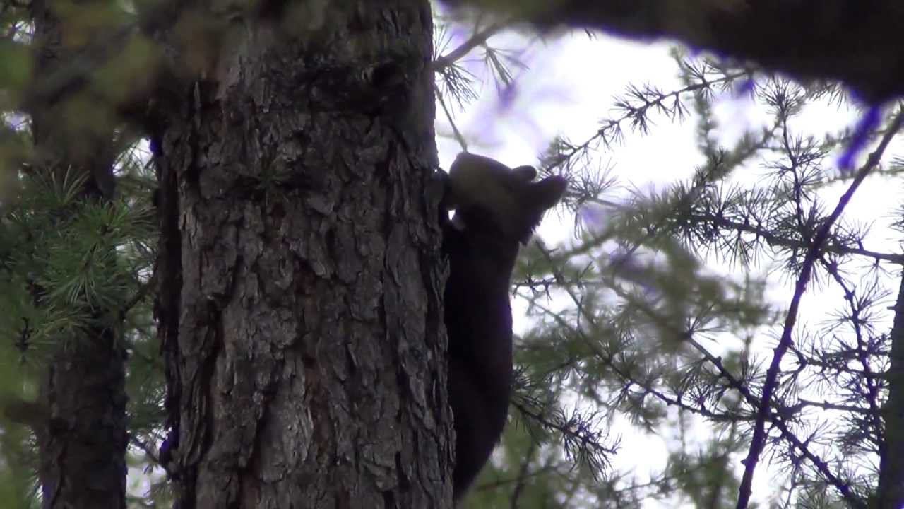 Черная белка Алтай смотреть онлайн