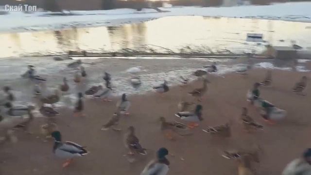 Домашние Птицы нападали на людей и детей жесть 2023. Домашние животные #животныенападали смотреть онлайн