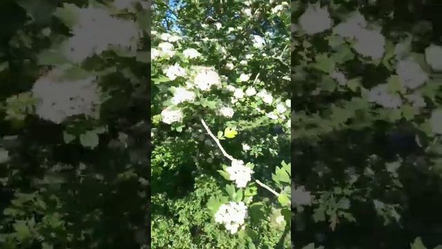 . ЗВУКИ ПРИРОДЫ. ПЕНИЕ ПТИЦ. ЗВУКИ ЛЕСА- для медитации, сна.- лето #кабардино- балкария #хочуврек . смотреть онлайн