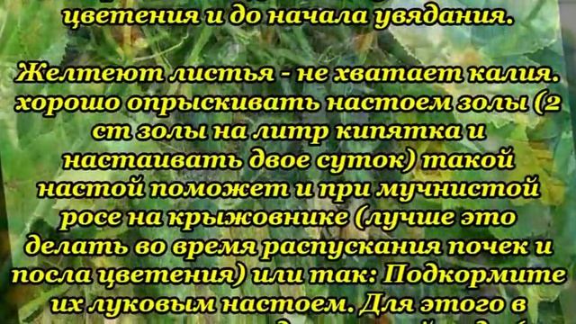 Растворы для хорошего урожая огурцов смотреть онлайн
