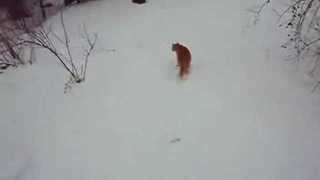 Станица Шкуринская Кущёвского района, январь 2016 год, котяра смотреть онлайн