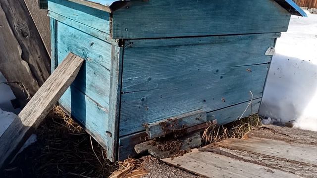 Из мира пчел.О меде и пчелах. смотреть онлайн