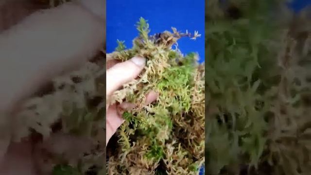 Мох сфагнум Магелланский и Болотный (Белый), смотреть онлайн