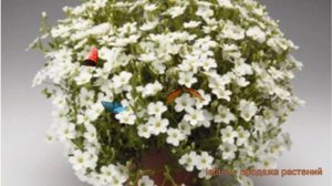 Песчанка горная Близард Компакт 🌿 обзор: как сажать, саженцы песчанки Близард Компакт