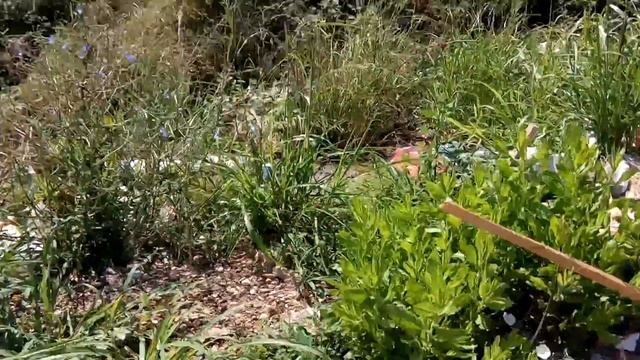 Куда девать мусор в Черногории