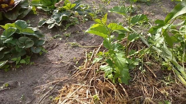 02. Шелковица Московская чёрная от Павла смотреть онлайн