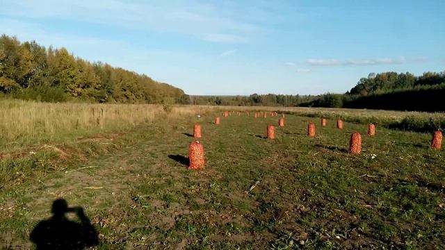Сбор урожая Лук Шалот Аристократический смотреть онлайн