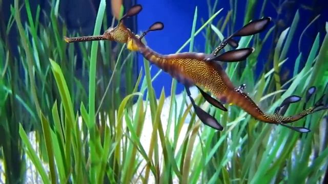 Существа, похожие на пришельцев (ч.1) смотреть онлайн