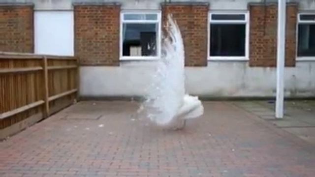 Белый павлин красавец смотреть онлайн