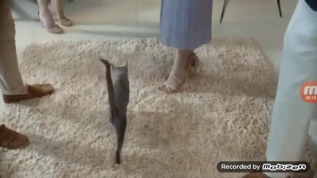 Sheba 2017-FUNNY commercial смотреть онлайн