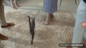 Sheba 2017-FUNNY commercial