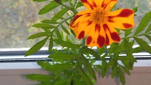 Яркие краски осени. Одинокий чернобривчик на балконе смотреть онлайн