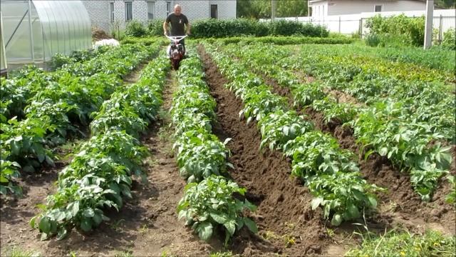 Окучивание картошки//Мотоблок weima 1050(клон фаворита) смотреть онлайн