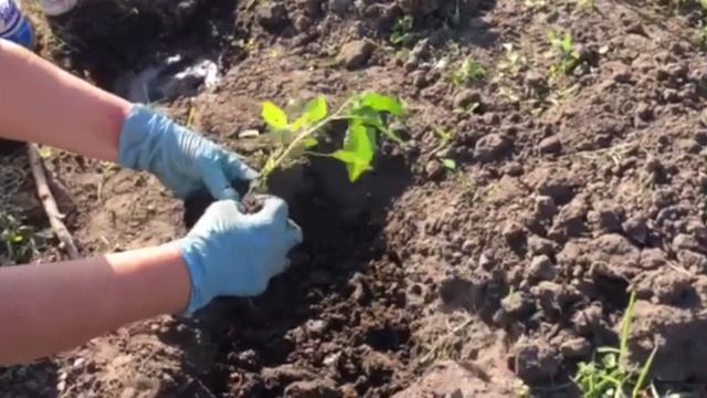 ПЕРЕЦ ПОСАДКА ПО ДВА В ЛУНКУ! ЧТО КЛАСТЬ В ЛУНКУ ДЛЯ ПЕРЦА смотреть онлайн