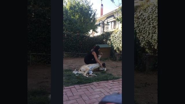 Kangal taramak. Турецкий Кангал смотреть онлайн