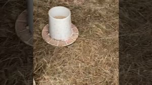 Осушитель подстилки отзыв. я использую для гусей и бройлеров