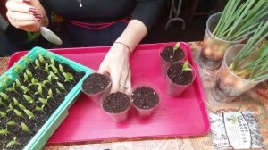 Пикировка баклажанов. Заглублять или нет?