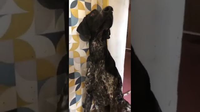 Лучший корм для Собак- #Быстрокаша!!