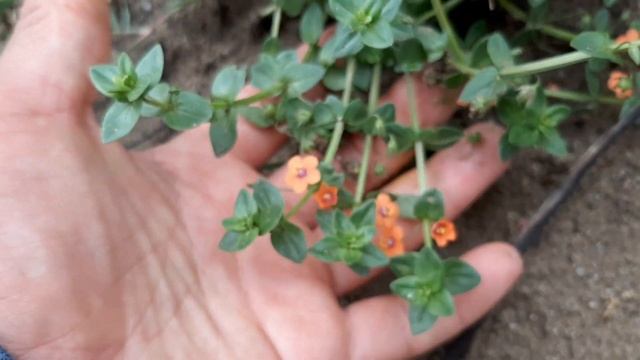 Lysimachia arvensis / Pimpinela Escarlata / Anagallis arvensis / Plantas silvestres смотреть онлайн