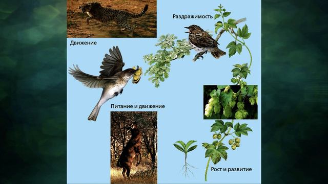 §1 "Чем живое отличается от неживого", Биология 6 класс, Сивоглазов смотреть онлайн