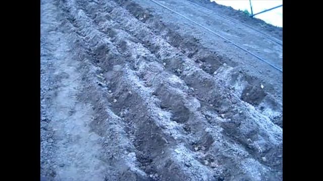 Посадка раннего картофеля в теплице смотреть онлайн