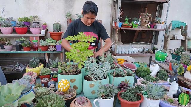 15 suculentas de sol directo en macetas recicladas| Corazón de Cactus смотреть онлайн