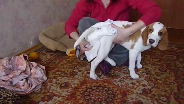 Бигль Хани. Одеваем подгузник. смотреть онлайн