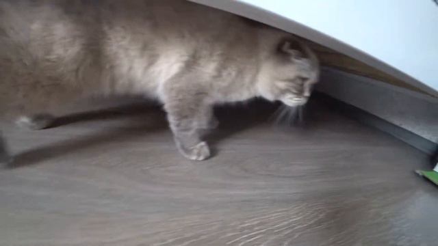 Кот Кевин рассказывает, как он один был, а потом он устал от камеры смотреть онлайн