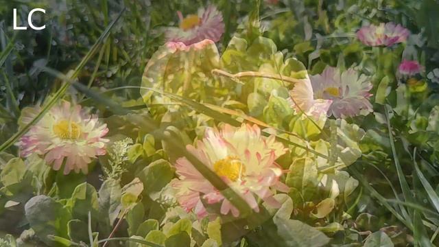 Пения птиц, исцеляют душу и сердце. #пениептиц #музыкадлясна