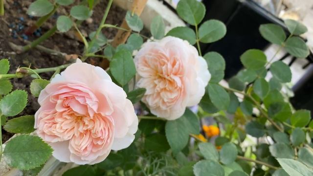 David Austin Rose || The Lady Gardener, March 2022 смотреть онлайн