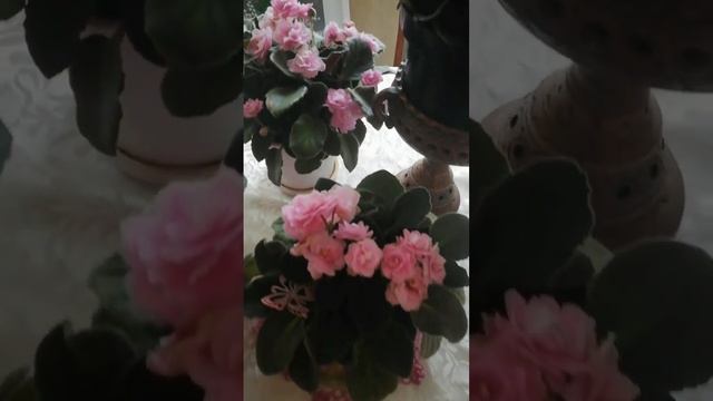 фиалки радуют своим обильным цветением смотреть онлайн