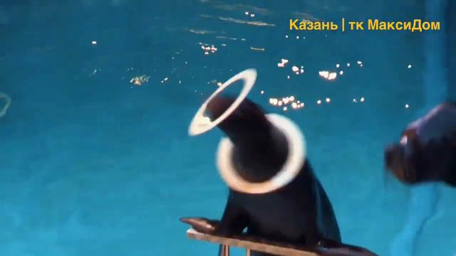 Цирковое шоу воды, огня и света смотреть онлайн