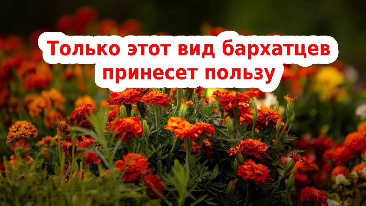 БАРХАТЦЫСАМЫЙ ПОЛЕЗНЫЙ СОРТ ЦВЕТОВ БАРХАТЦЕВ смотреть онлайн