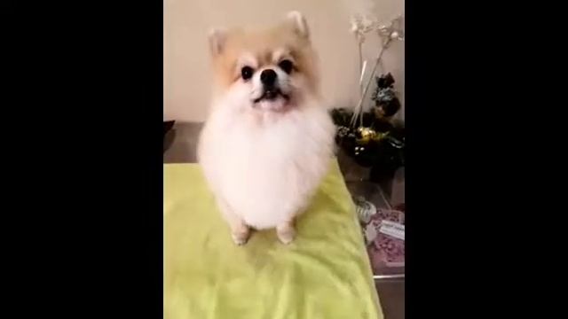 Риччи , померанский шпиц, стрижка смотреть онлайн