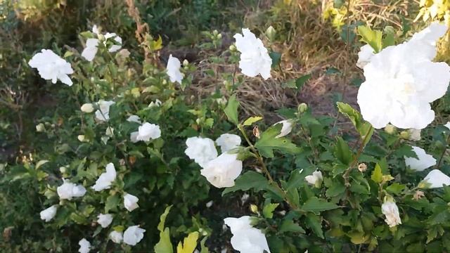 Гибискус сирийский Вайт шифон в октябре смотреть онлайн