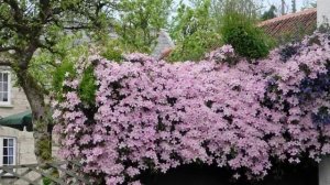 Прекрасные вьющиеся растения в саду, на даче